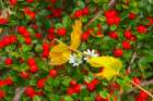 Slovenia, Soca River Valley, Triglav National Park. Close-up of red berries and flowers. Art Print